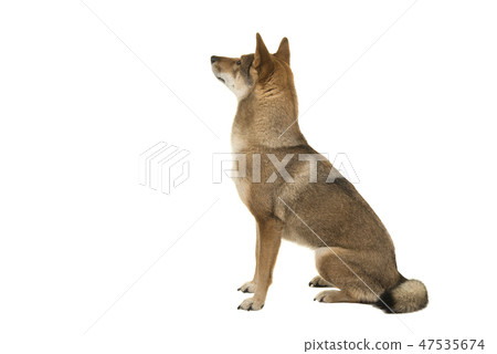Shikoku dog sitting looking up and away Shikoku dog sitting looking up and away 47535674
