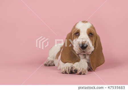 Cute basset hound puppy lying down  47535683