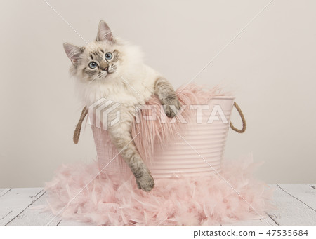 Pretty ragdoll cat in a pink bucket Pretty ragdoll cat in a pink bucket 47535684