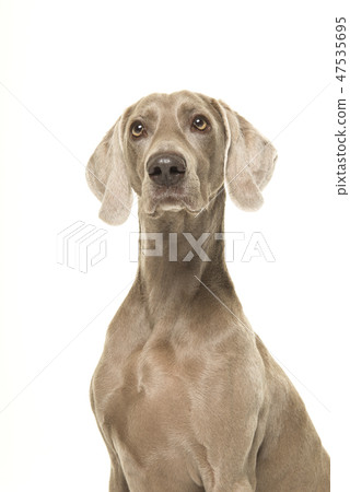 Portrait of a proud weimaraner dog 47535695