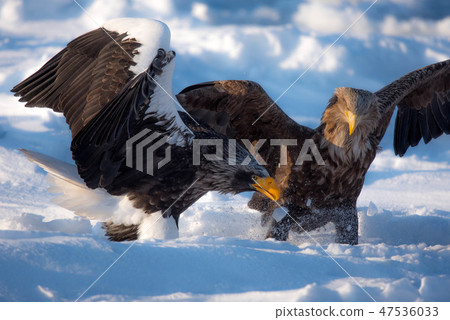 Shiretoko winter 47536033