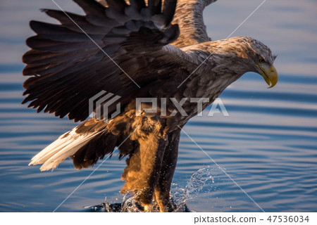 Shiretoko winter 47536034