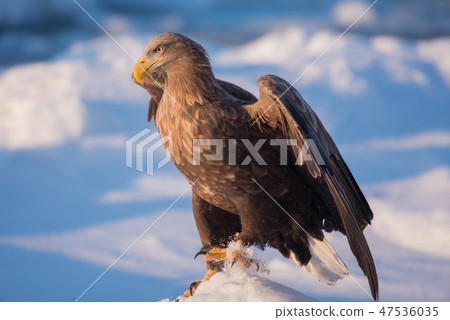 Shiretoko The king's style 47536035