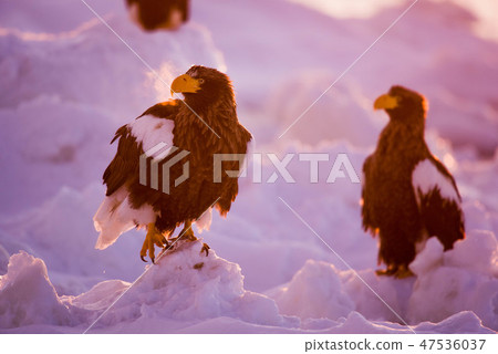 知床冬天 47536037