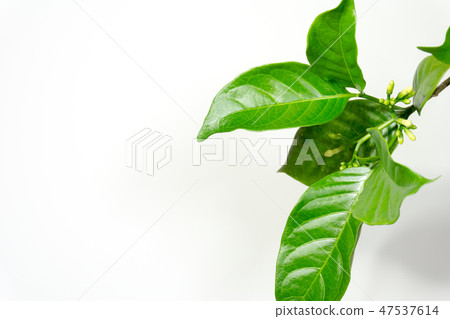 Ervatamia leaf Ervatamia leaf 47537614