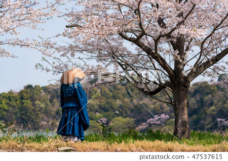 Cherry blossoms and monks Cherry blossoms and monks 47537615