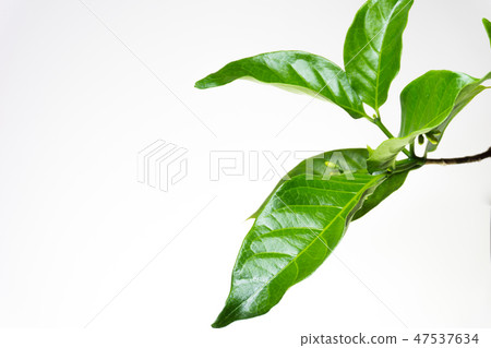 Ervatamia  leaf 47537634