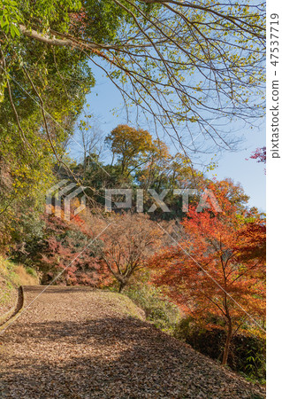 Oka castle ruins of autumn [Oita prefecture] 47537719