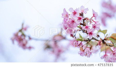 櫻花Hana Aten Hunchen開花白色背景 47537835