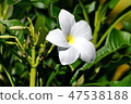 White flower surrounded by bright green leaves. 47538188