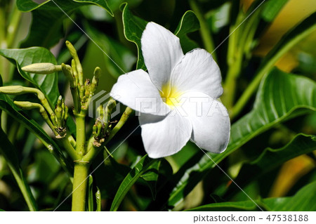 White flower surrounded by bright green leaves. 47538188