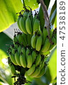 Bananas are abundant in the tropics. 47538189