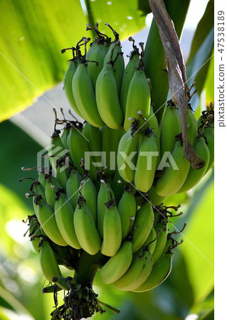 Bananas are abundant in the tropics. Bananas are abundant in the tropics. 47538189
