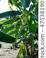 Banana Cylindrical Plants can benefit all parts. 47538190