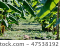 The lush green banana garden. 47538192