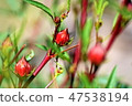 Bright buds growing. 47538194