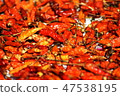 Red chillies dried in sunlight. 47538195