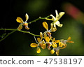 Yellow orchid with blured background. 47538197
