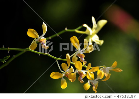 Yellow orchid with blured background. Yellow orchid with blured background. 47538197