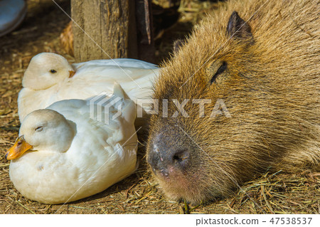 Capybara [animal] 47538537