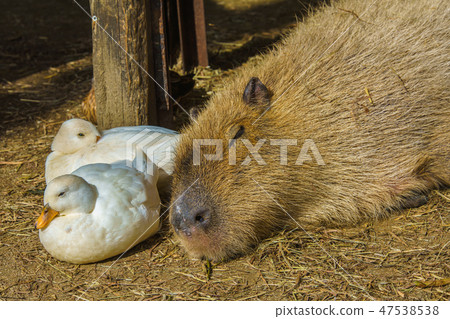 Capybara [animal] 47538538