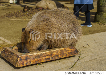 Capybara [animal] 47538539