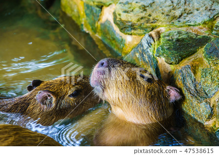 Capybara open-air bath [Animal] 47538615