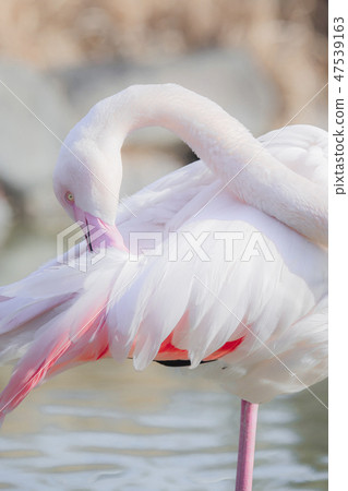 Flamingo Tobu Animal Park Flamingo Tobu Animal Park 47539163