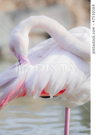 Flamingo Tobu Animal Park Flamingo Tobu Animal Park 47539164