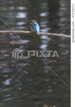 Common Kingfisher in Tokyo 47539251