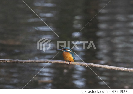 Common Kingfisher in Tokyo 47539273