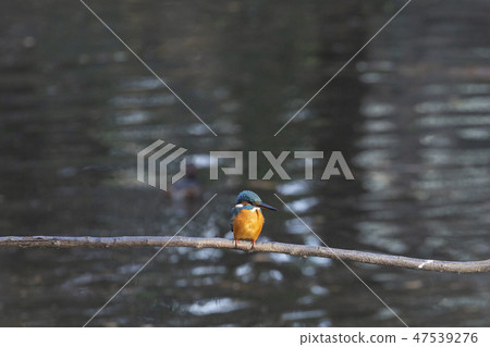 Common Kingfisher in Tokyo 47539276
