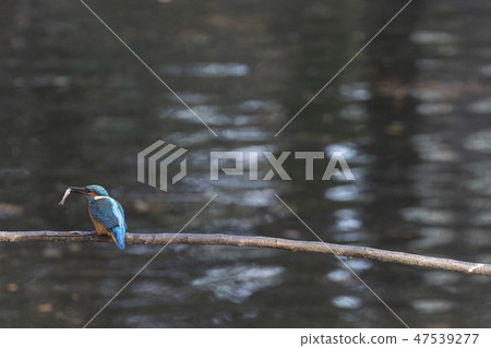 Common Kingfisher in Tokyo 47539277