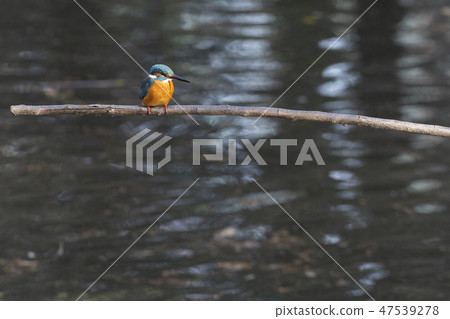 Common Kingfisher in Tokyo 47539278