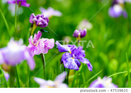 Early summer scented flowers [Fukuoka Prefecture] 47539635