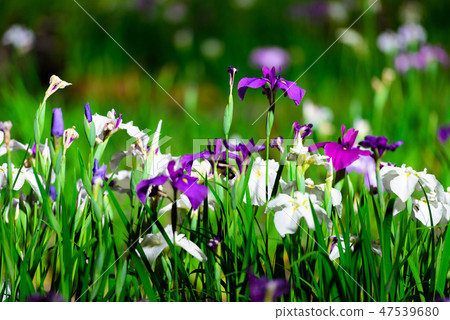 初夏香花[福岡縣] 47539680