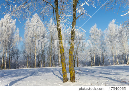 Two trees in the nature during winter Two trees in the nature during winter 47540065