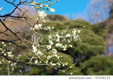 梅花在早春自然景觀 梅花在早春自然景觀 47540125