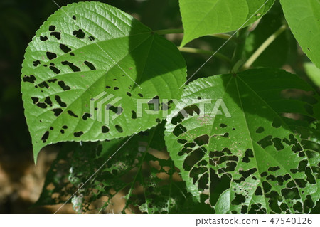 Worm-eating leaves Worm-eating leaves 47540126
