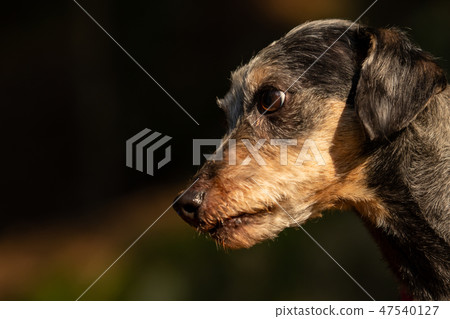 A little terrier mixed breed with short hair A little terrier mixed breed with short hair 47540127