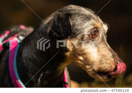 A little terrier mixed breed with short hair A little terrier mixed breed with short hair 47540128