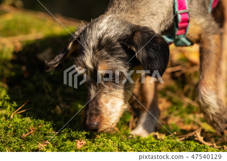 A little terrier mixed breed with short hair 47540129