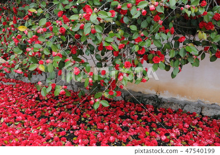 Camellia Temple falls at Yaketoshin Temple 47540199