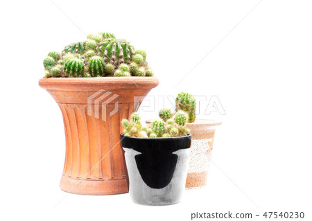 Group of cactus plant in pots isolated in white background. 47540230