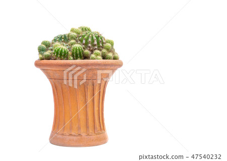Cactus in clay pot isolated on white background. 47540232