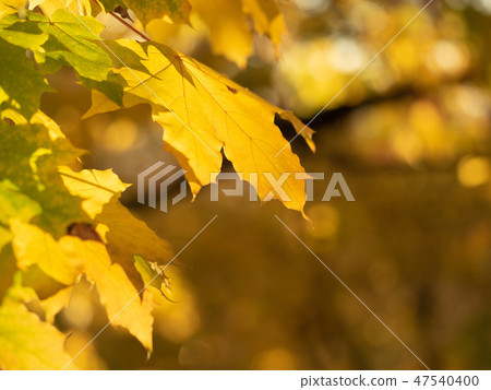Yellow leaves on the branch with bokeh effect 47540400