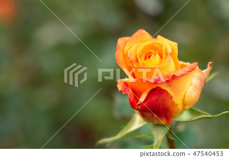 Yellow-red rose flowering in rosary, close up view Yellow-red rose flowering in rosary, close up view 47540453