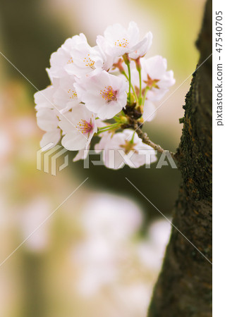 Sakura Up Sakura Up 47540705