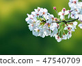 櫻花了 47540709