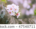 櫻花了 47540711